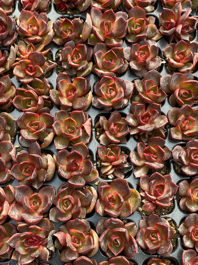 多肉植物 レッドランタン 105株セット 品番AB0185