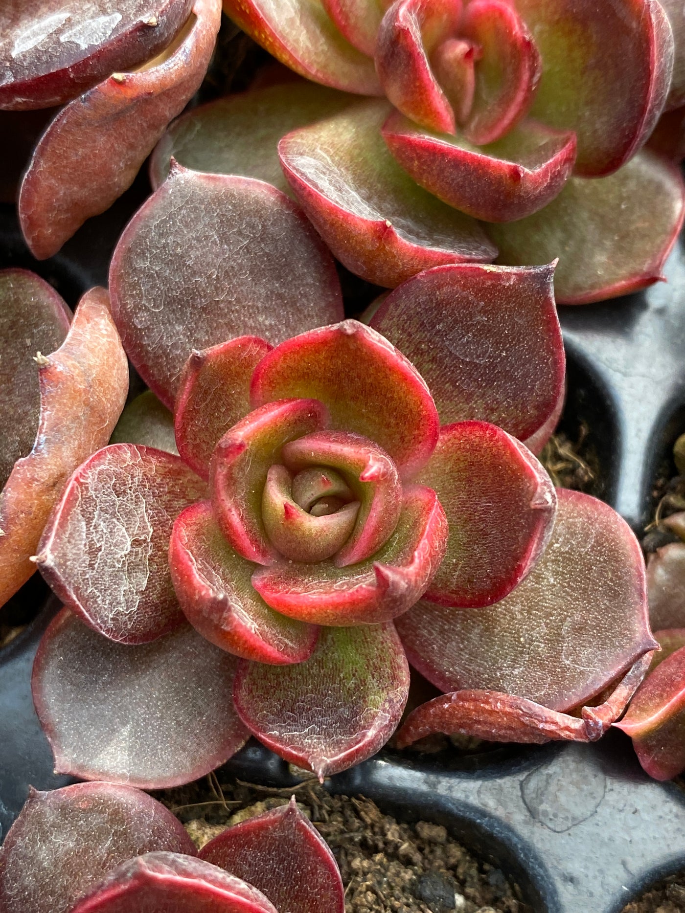 多肉植物 レッドランタン 105株セット 品番AB0185