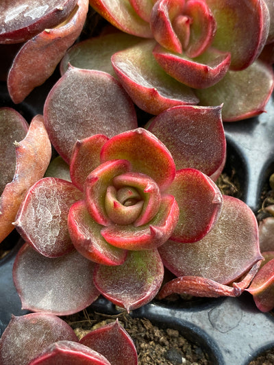 多肉植物 レッドランタン 105株セット 品番AB0185