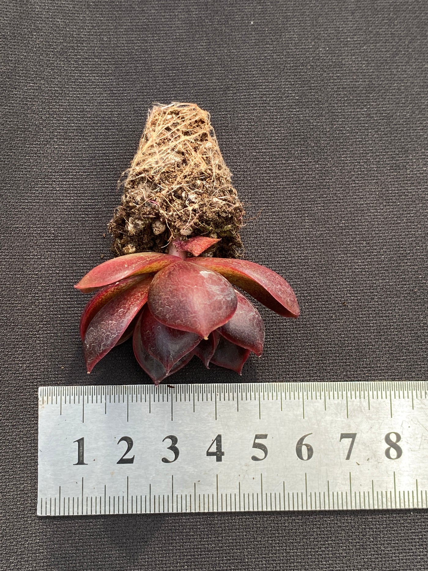 多肉植物 レッドランタン 105株セット 品番AB0185