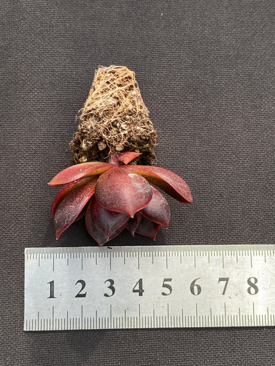 多肉植物 レッドランタン 105株セット 品番AB0185