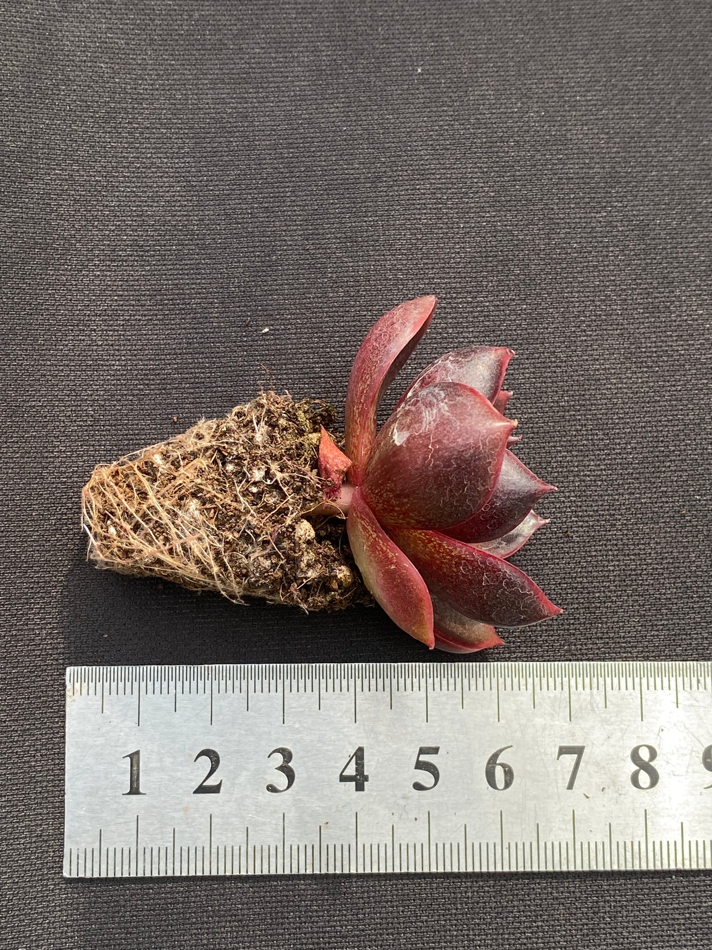 多肉植物 レッドランタン 105株セット 品番AB0185
