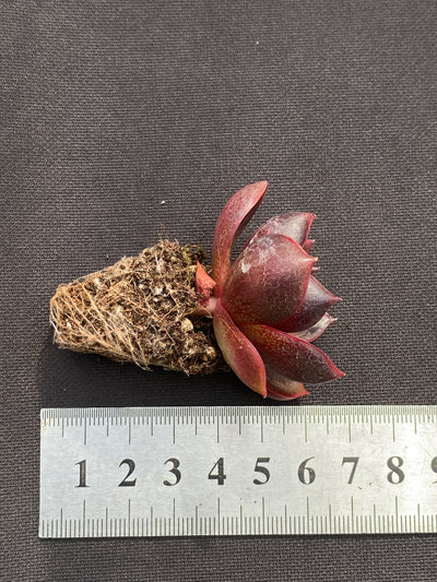 多肉植物 レッドランタン 105株セット 品番AB0185