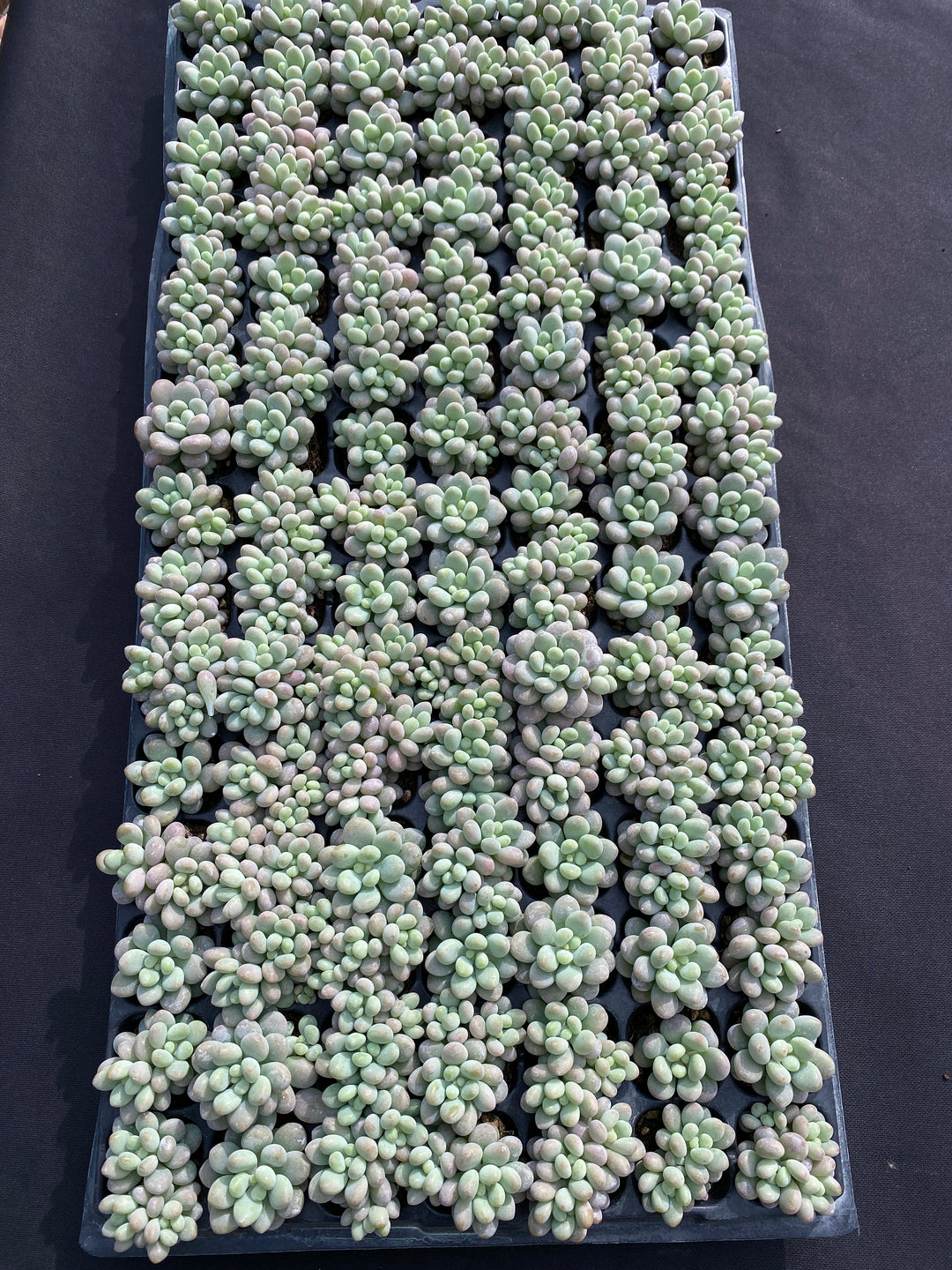 多肉植物♡ぷくぷく♡訳ありジェニービューティーカット苗 多肉植物 ジェニービューティー 105株セット 品番AB0190 – 花のパッセージ