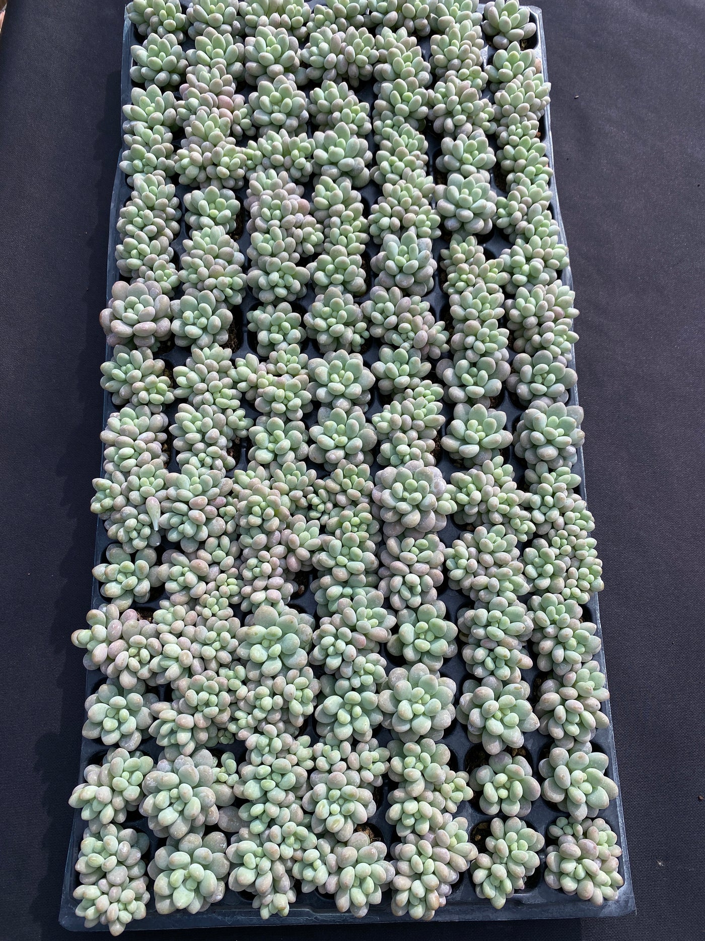 多肉植物 ジェニービューティー 105株セット 品番AB0190
