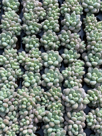 多肉植物 ジェニービューティー 105株セット 品番AB0190