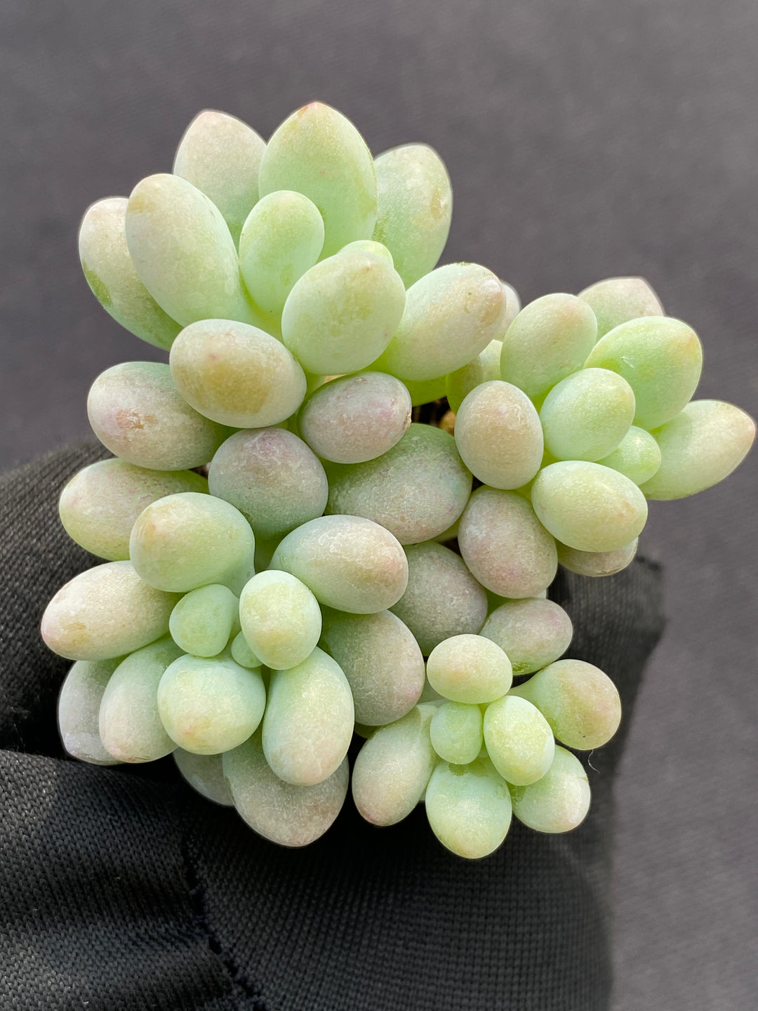 多肉植物♡ぷくぷく♡訳ありジェニービューティーカット苗 多肉植物 ジェニービューティー 105株セット 品番AB0190 – 花のパッセージ