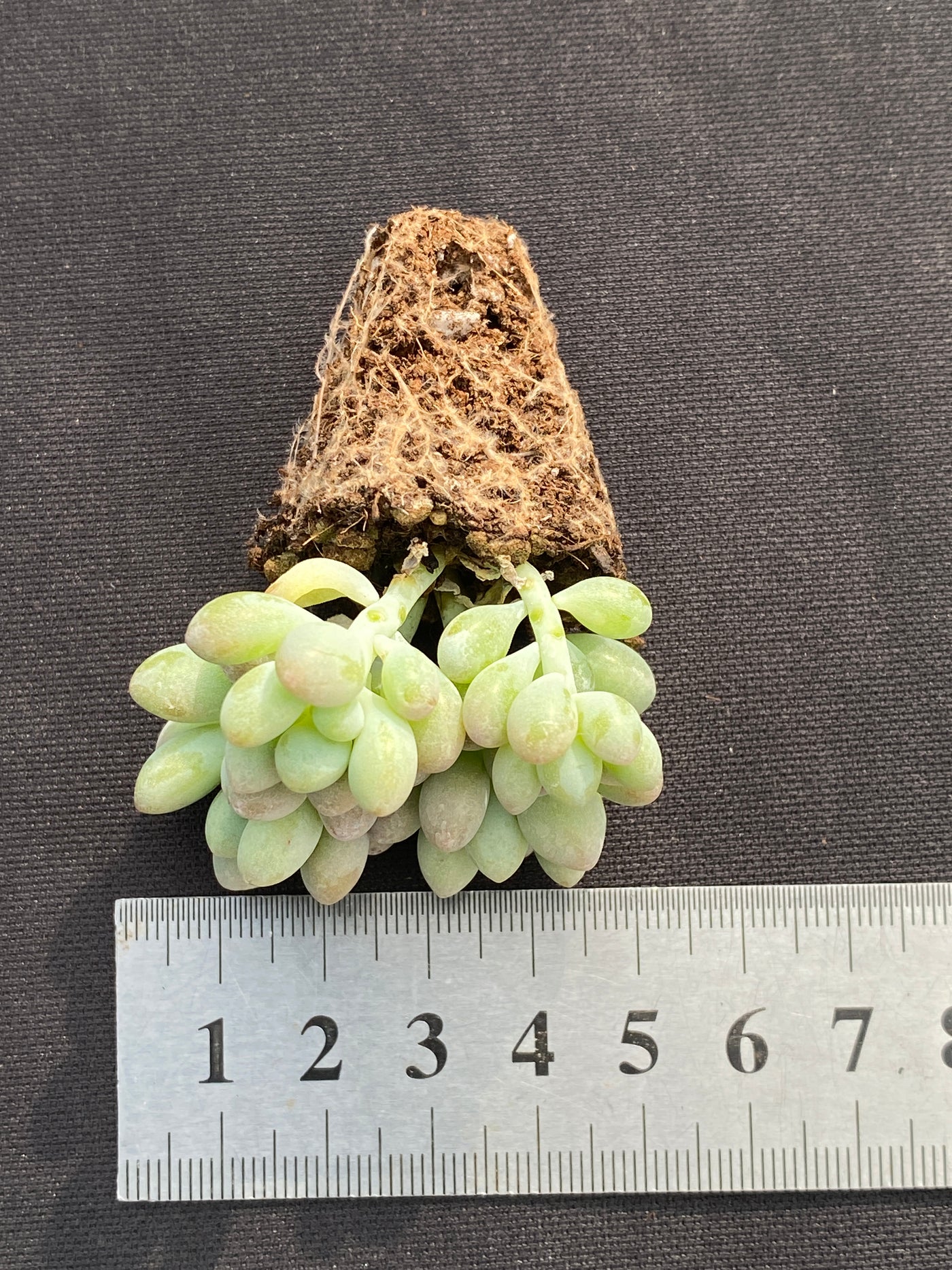 多肉植物 ジェニービューティー 105株セット 品番AB0190