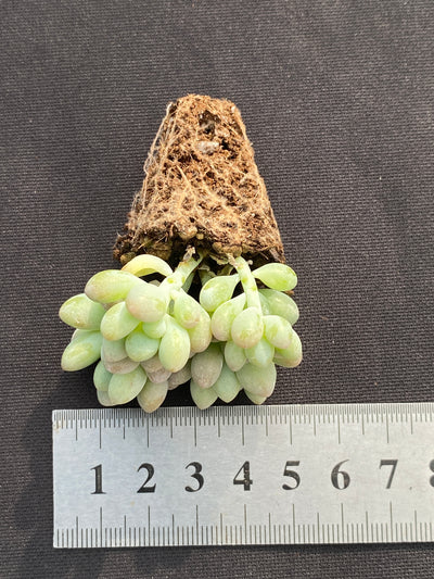 多肉植物 ジェニービューティー 105株セット 品番AB0190