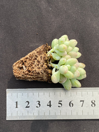 多肉植物 ジェニービューティー 105株セット 品番AB0190