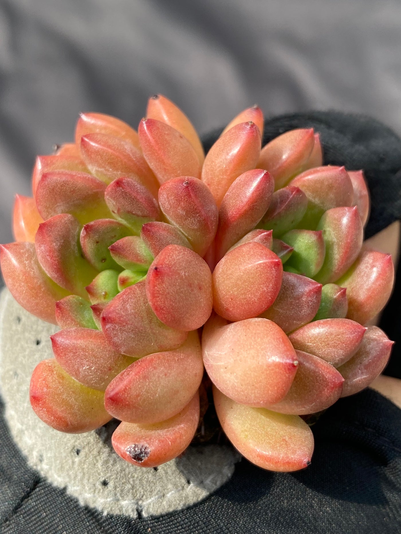 多肉植物 ルビー 105株セット 品番AB0005