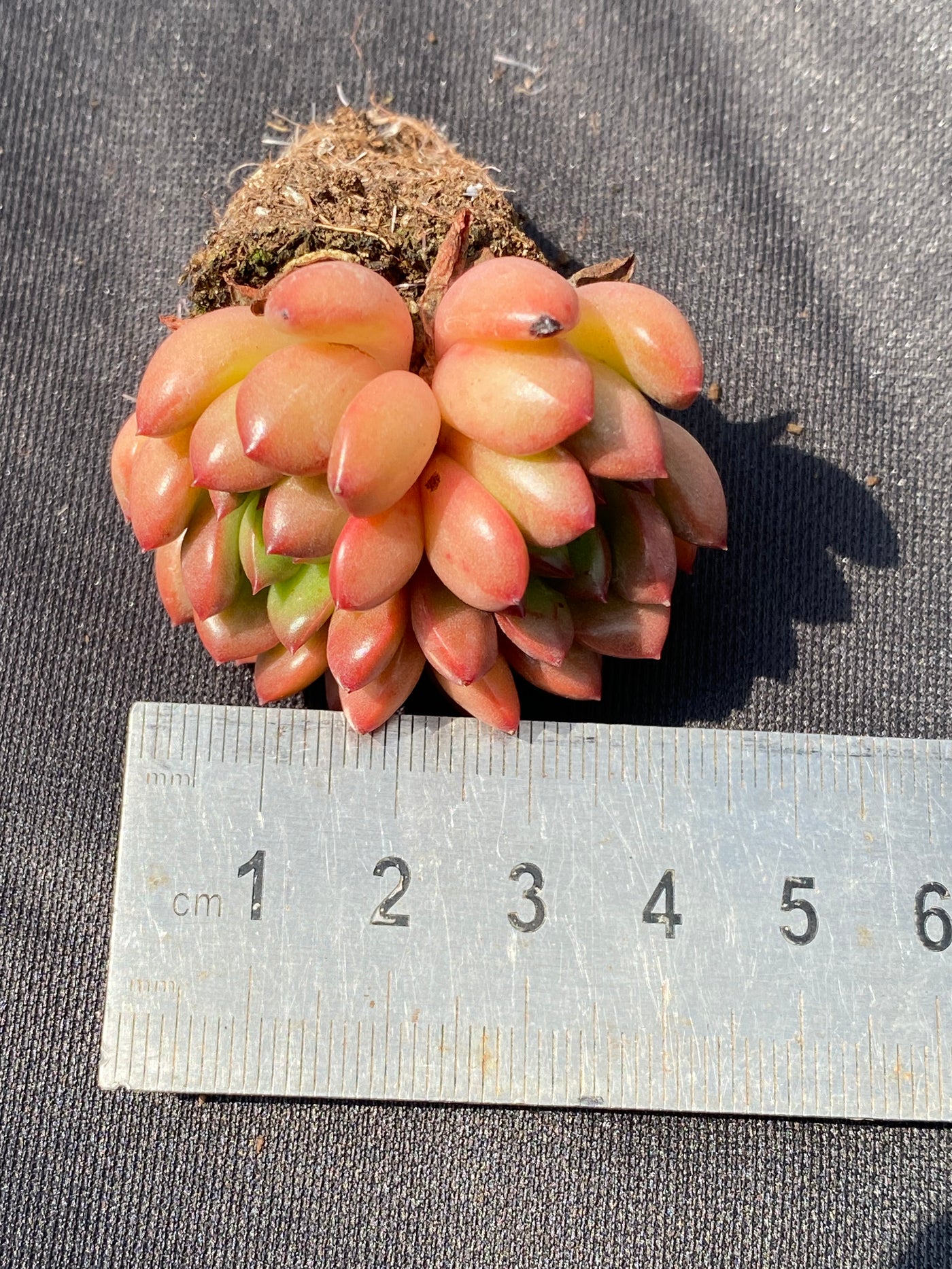 多肉植物 ルビー 105株セット 品番AB0005