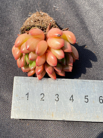 多肉植物 ルビー 105株セット 品番AB0005