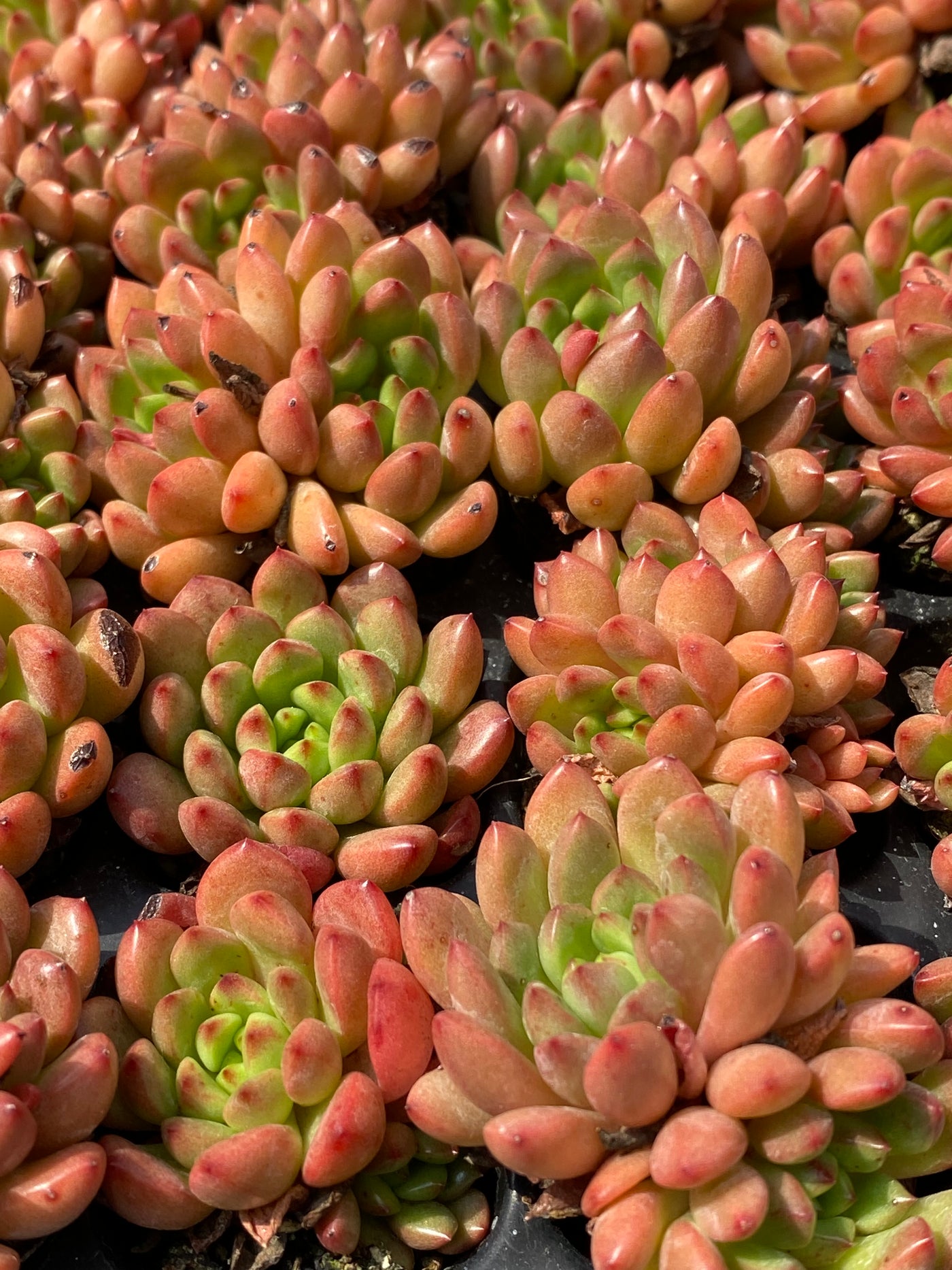 多肉植物 ルビー 105株セット 品番AB0005