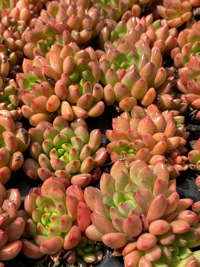 多肉植物 ルビー 105株セット 品番AB0005