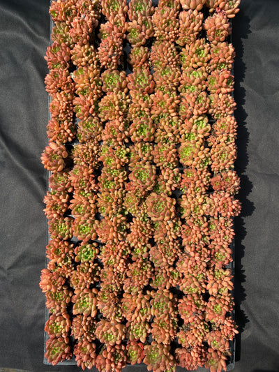 多肉植物 ルビー 105株セット 品番AB0005