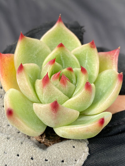 多肉植物 ブルードラゴン 105株セット 品番AB0006