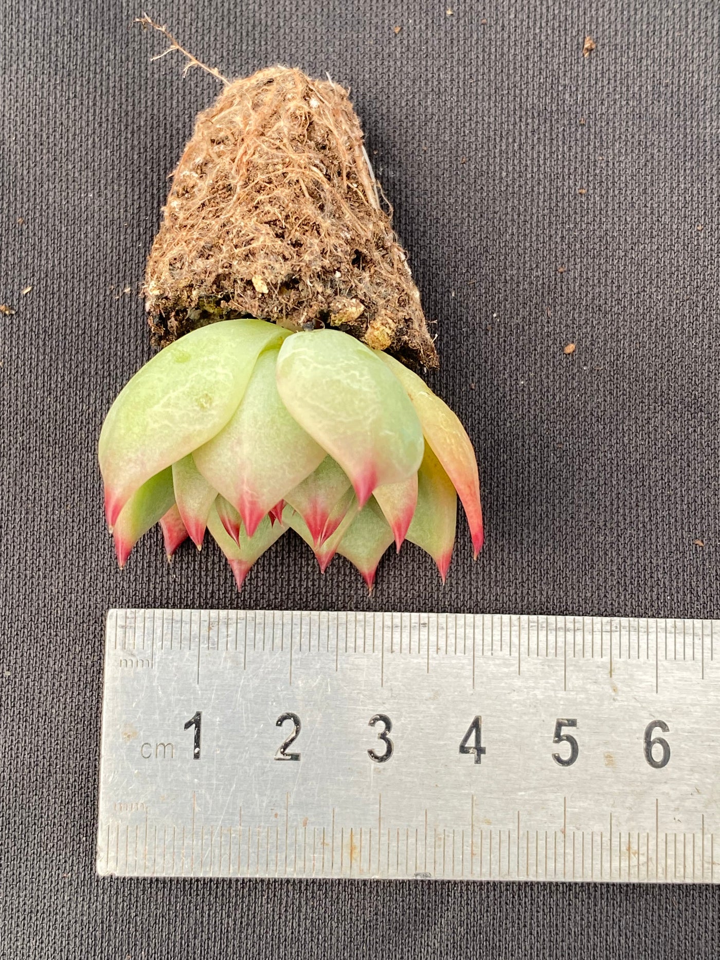 多肉植物 ブルードラゴン 105株セット 品番AB0006