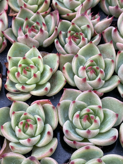 多肉植物 ブルードラゴン 105株セット 品番AB0006