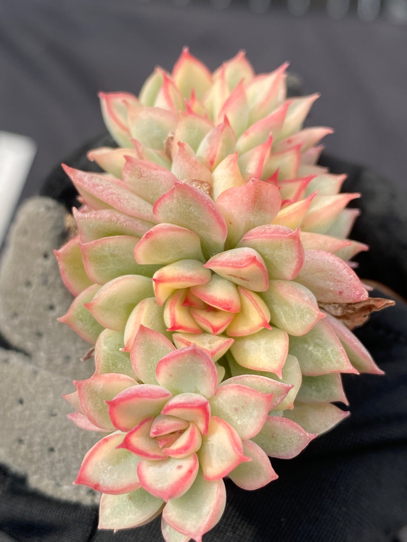 多肉植物 メビナキン 105株セット 品番AB0008
