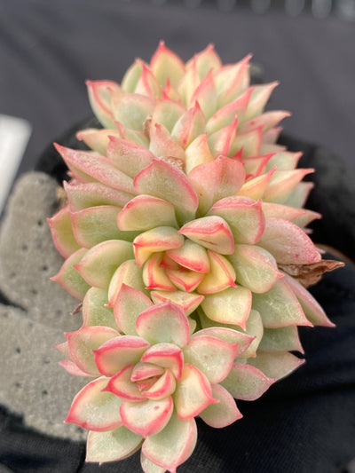 多肉植物 メビナキン 105株セット 品番AB0008