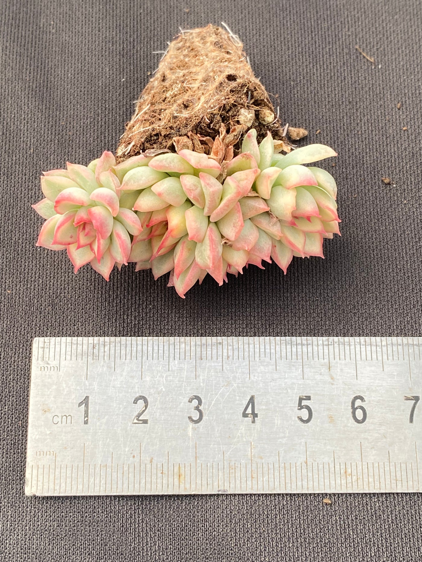 多肉植物 メビナキン 105株セット 品番AB0008