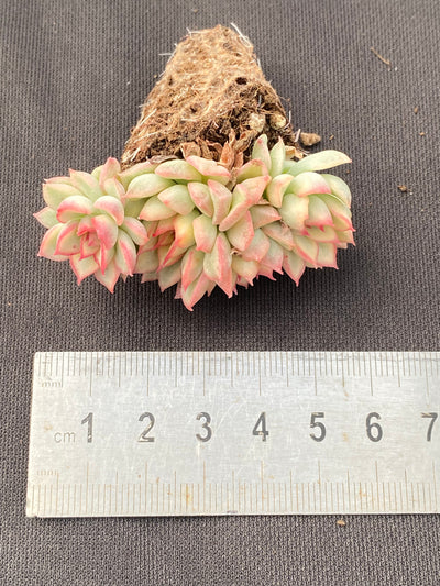 多肉植物 メビナキン 105株セット 品番AB0008