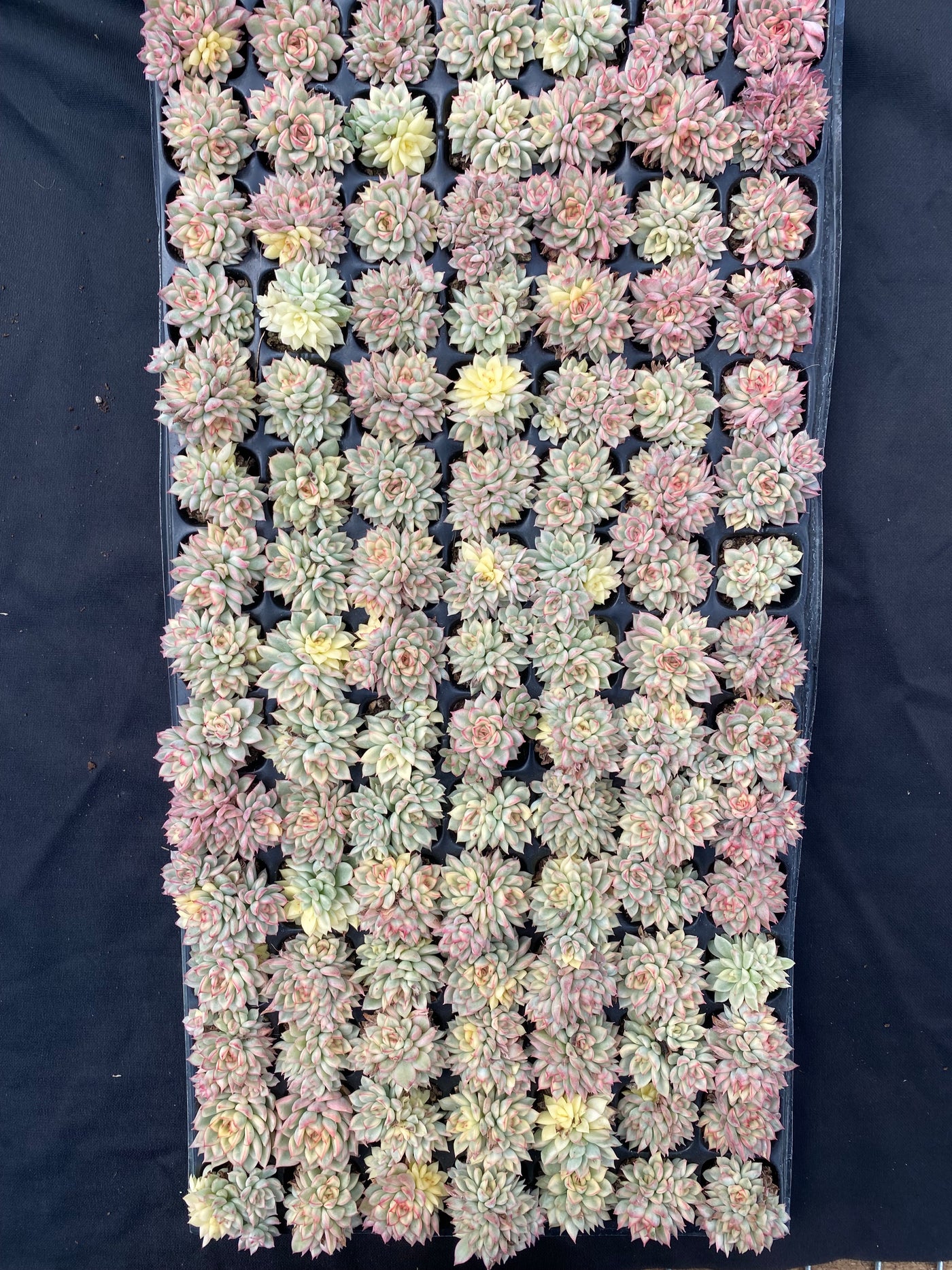 多肉植物 メビナキン 105株セット 品番AB0008