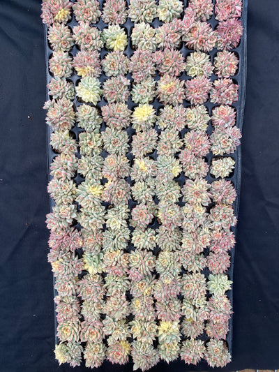 多肉植物 メビナキン 105株セット 品番AB0008