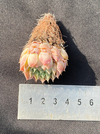多肉植物 シュシャチ 105株セット 品番AB0011