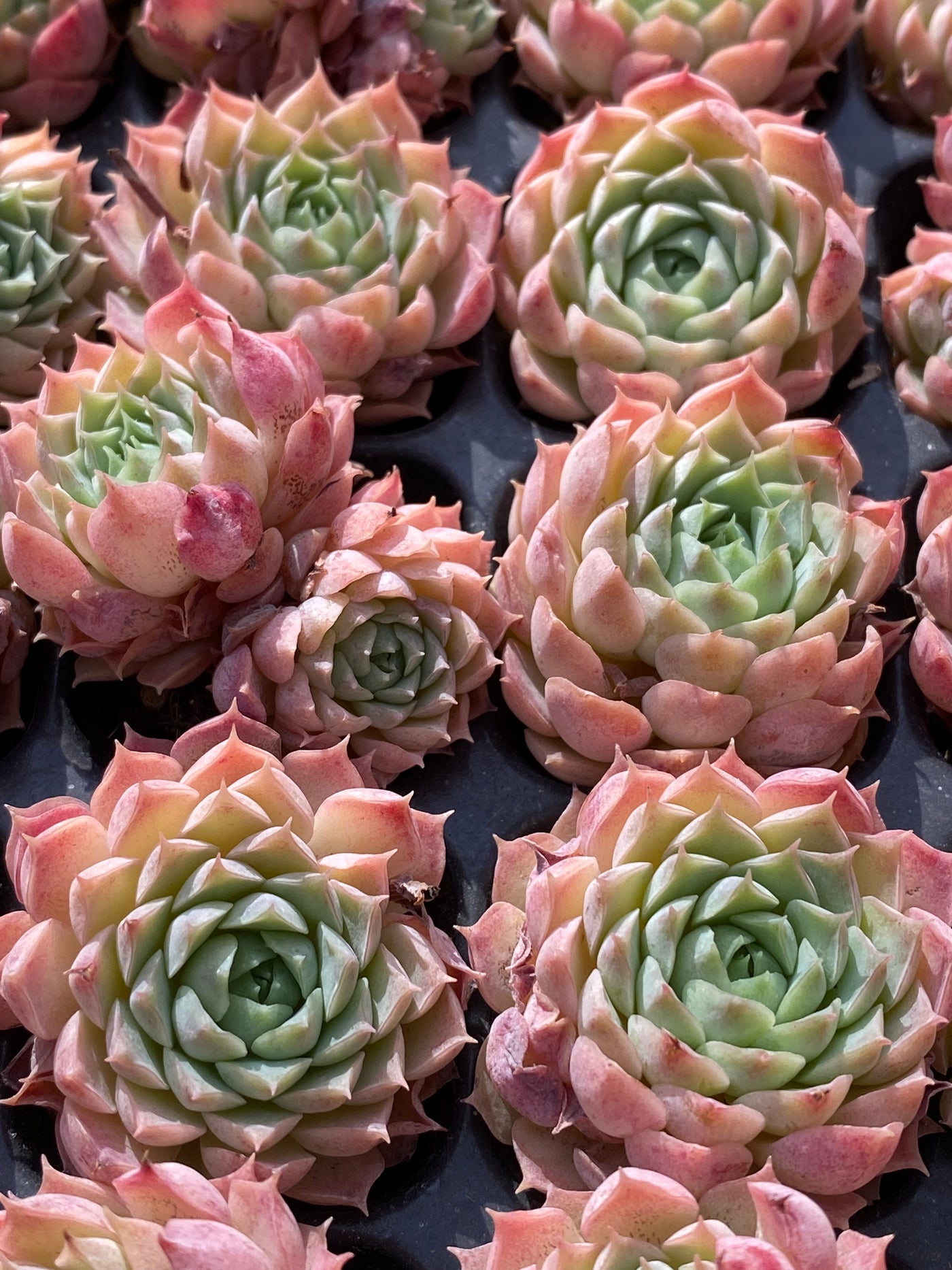 多肉植物 シュシャチ 105株セット 品番AB0011