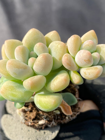 多肉植物 クリームケーキ 72株セット 品番AB0012