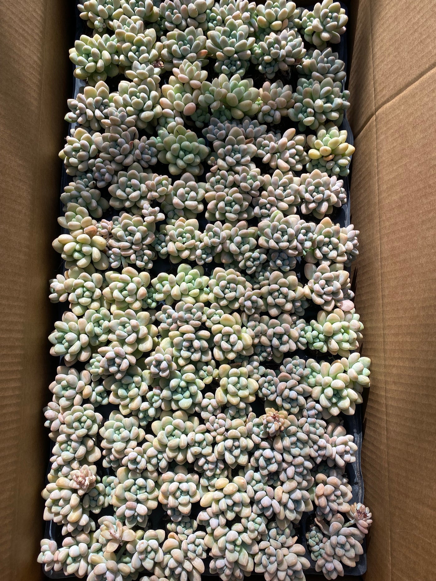 多肉植物 クリームケーキ 72株セット 品番AB0012