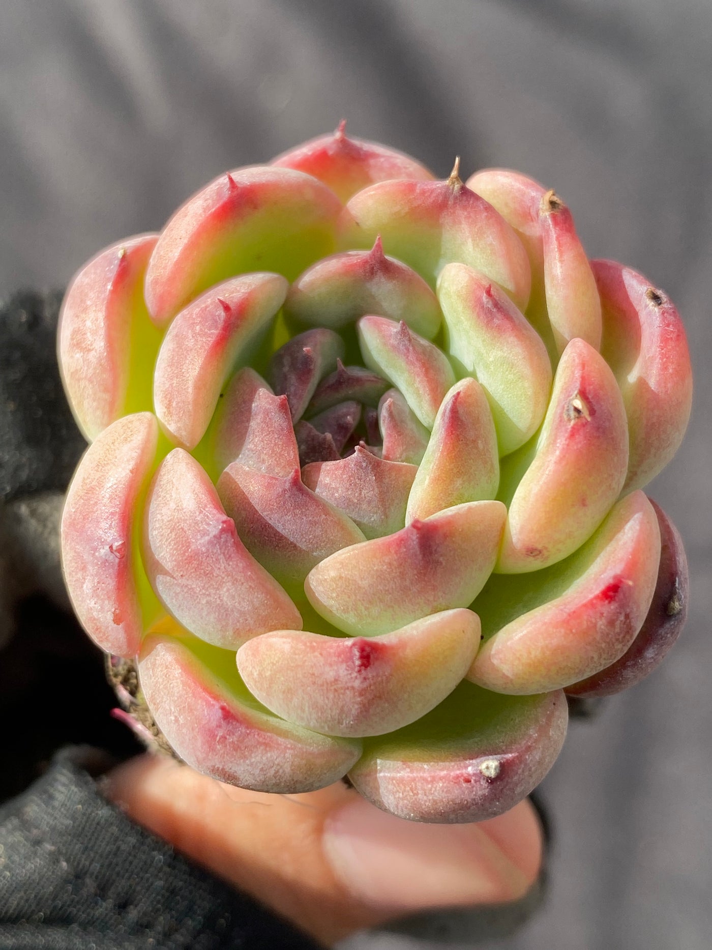 多肉植物 マルセル 105株セット 品番AB0014