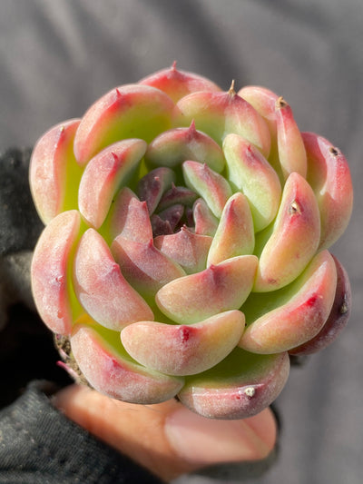 多肉植物 マルセル 105株セット 品番AB0014