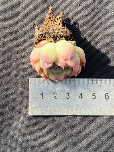 多肉植物 マルセル 105株セット 品番AB0014