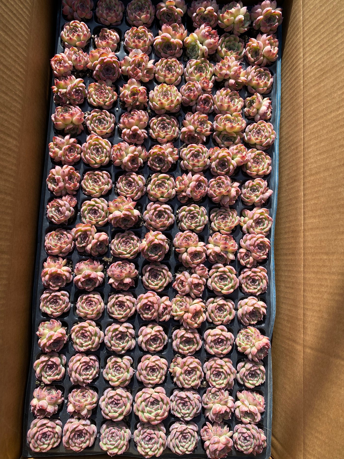 多肉植物 マルセル 105株セット 品番AB0014