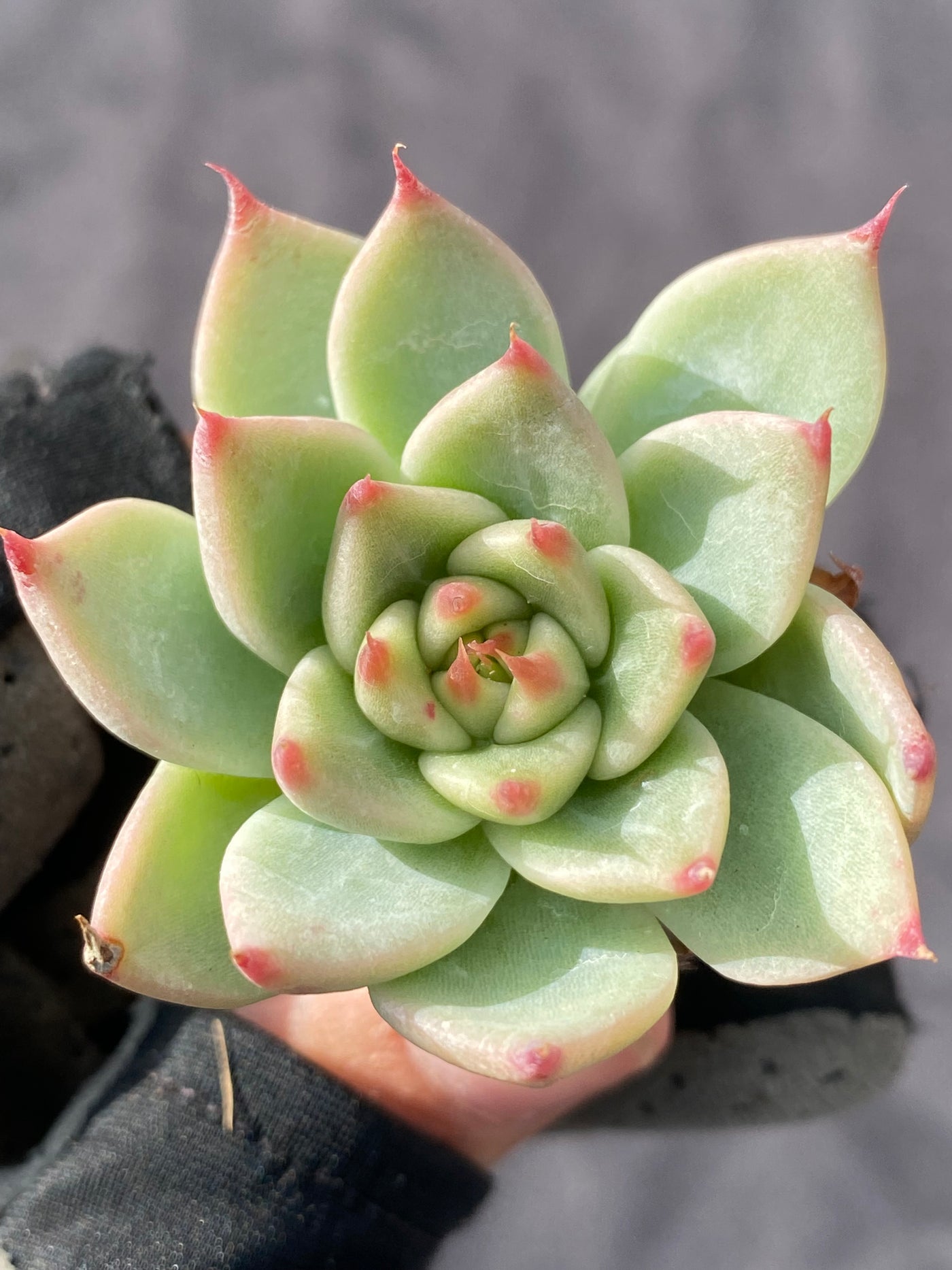 多肉植物 トスカネリ 105株セット 品番AB0015