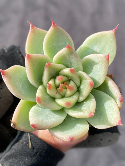 多肉植物 トスカネリ 105株セット 品番AB0015
