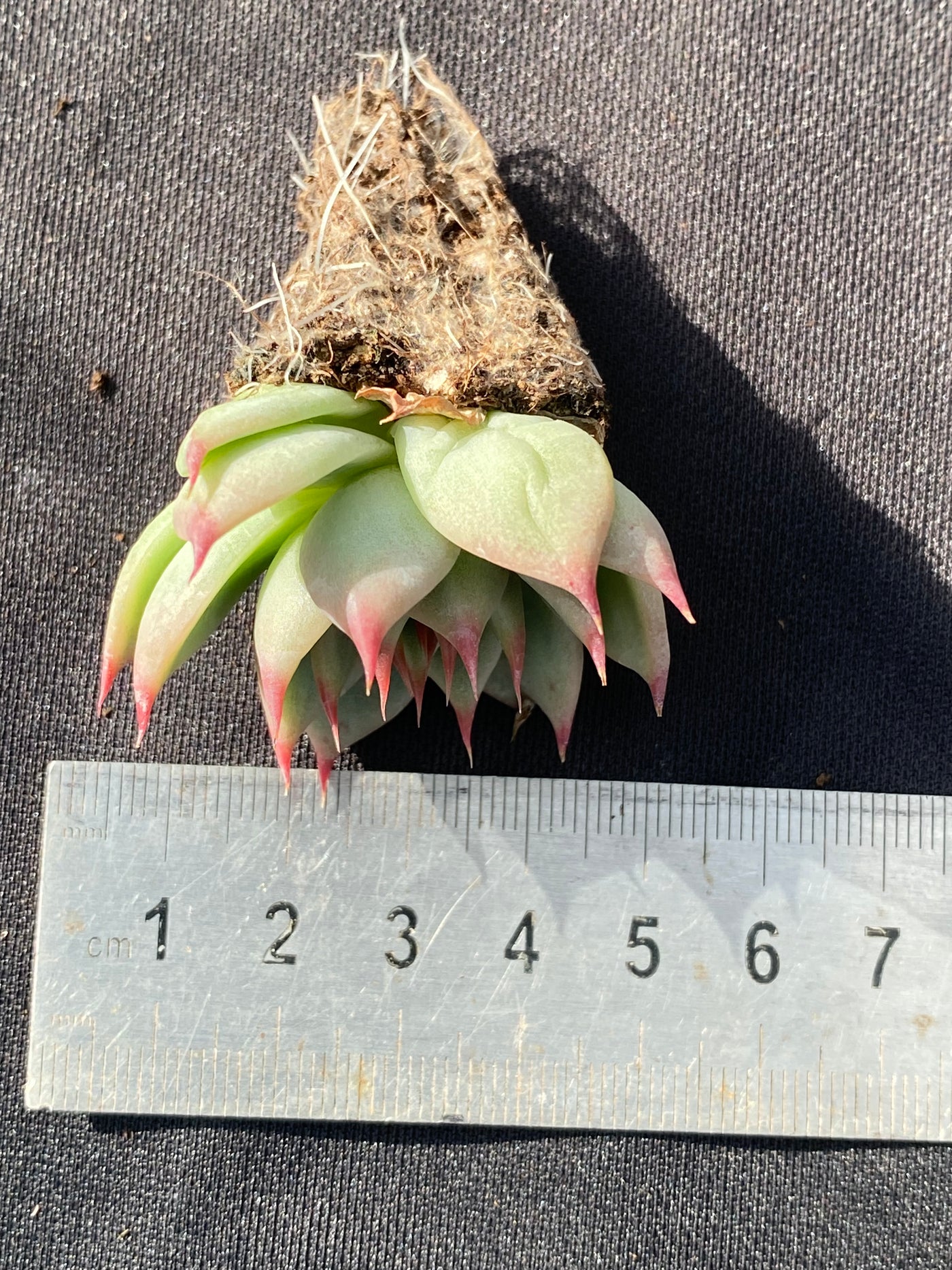 多肉植物 トスカネリ 105株セット 品番AB0015