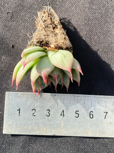 多肉植物 トスカネリ 105株セット 品番AB0015