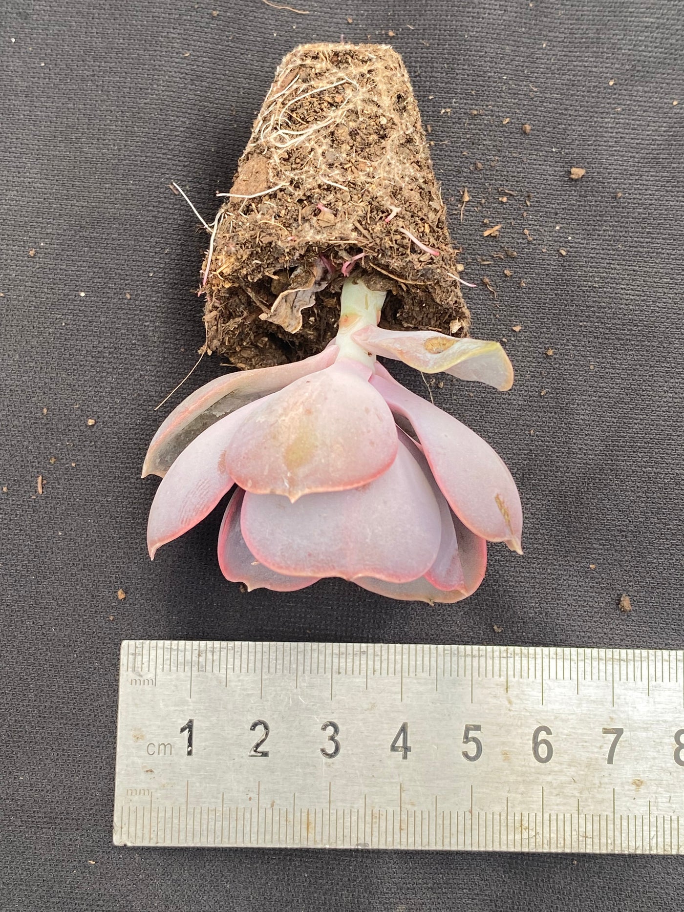 多肉植物 パープルパール 72株セット 品番AB0016