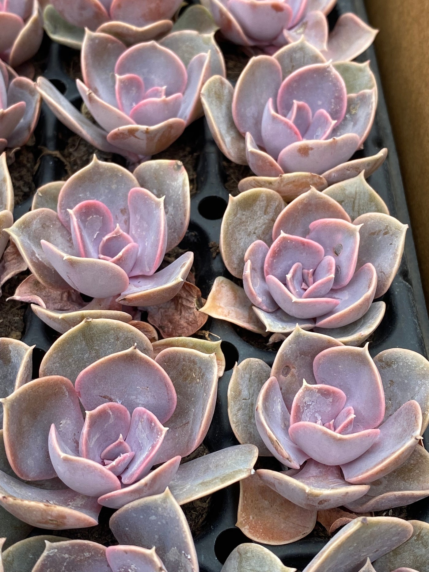 多肉植物 パープルパール 72株セット 品番AB0016