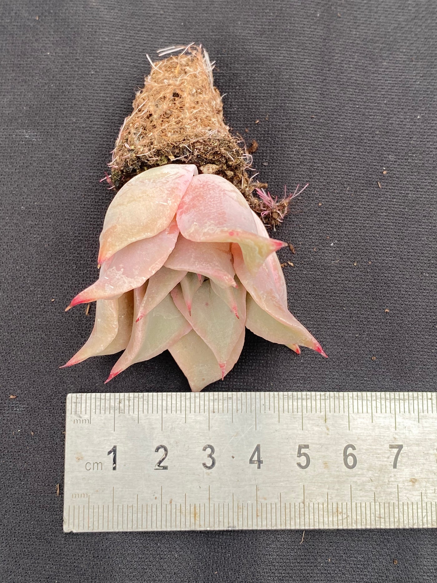 多肉植物 ギョウザカワ 105株セット 品番AB0018
