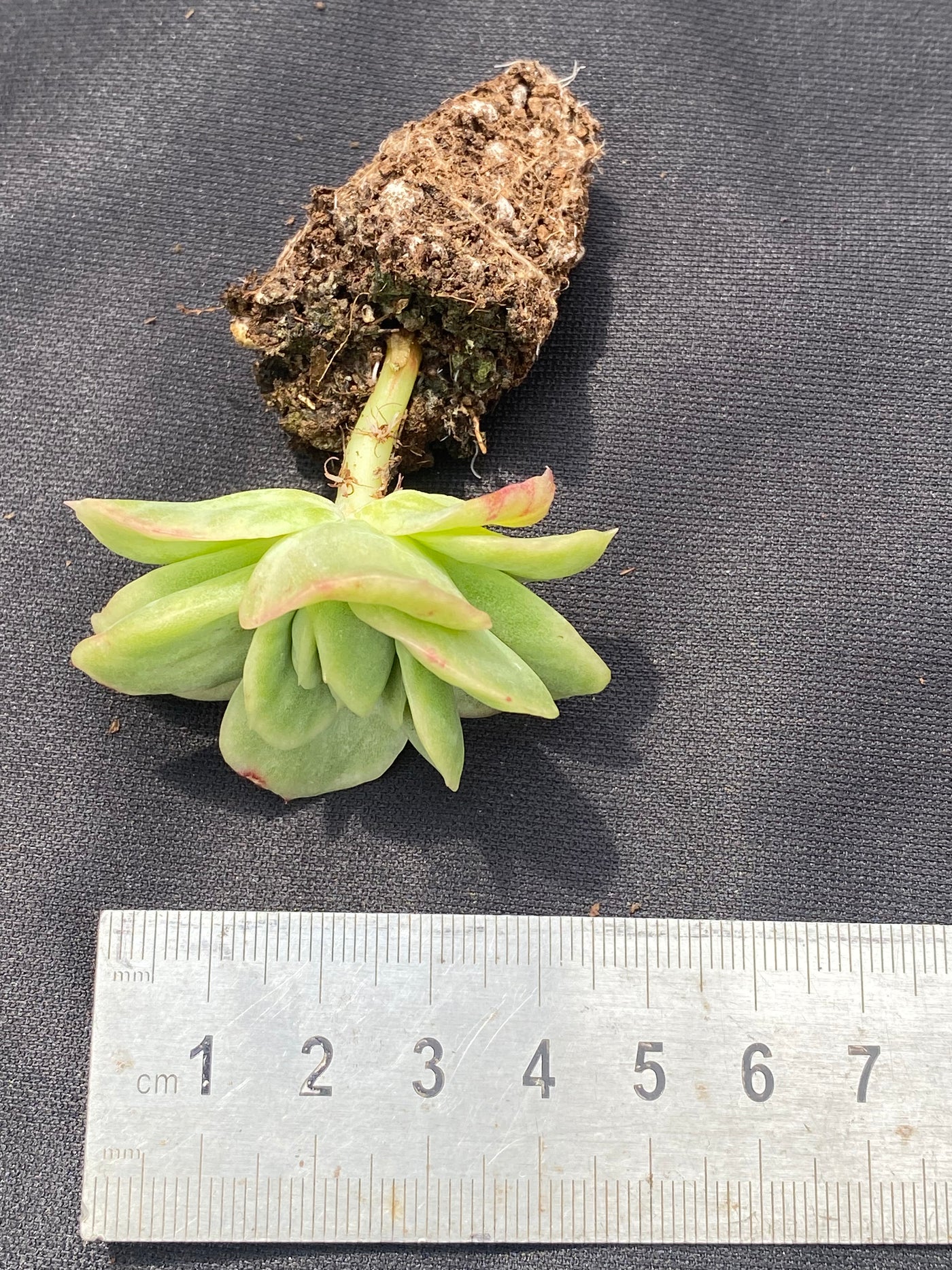 多肉植物 アイスローズ 105株セット 品番AB0020