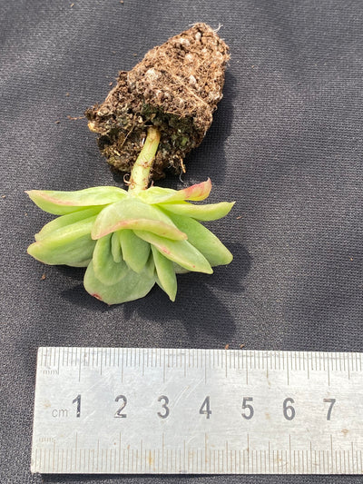 多肉植物 アイスローズ 105株セット 品番AB0020