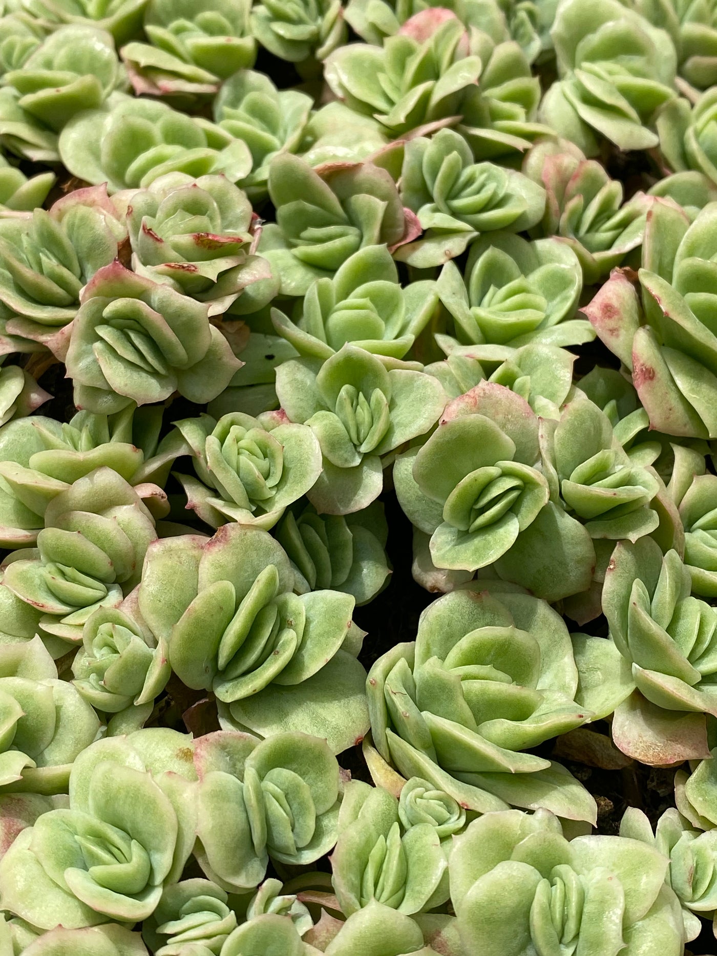 多肉植物 アイスローズ 105株セット 品番AB0020