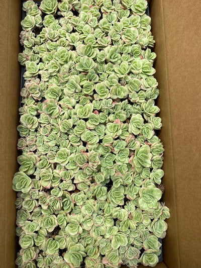多肉植物 アイスローズ 105株セット 品番AB0020