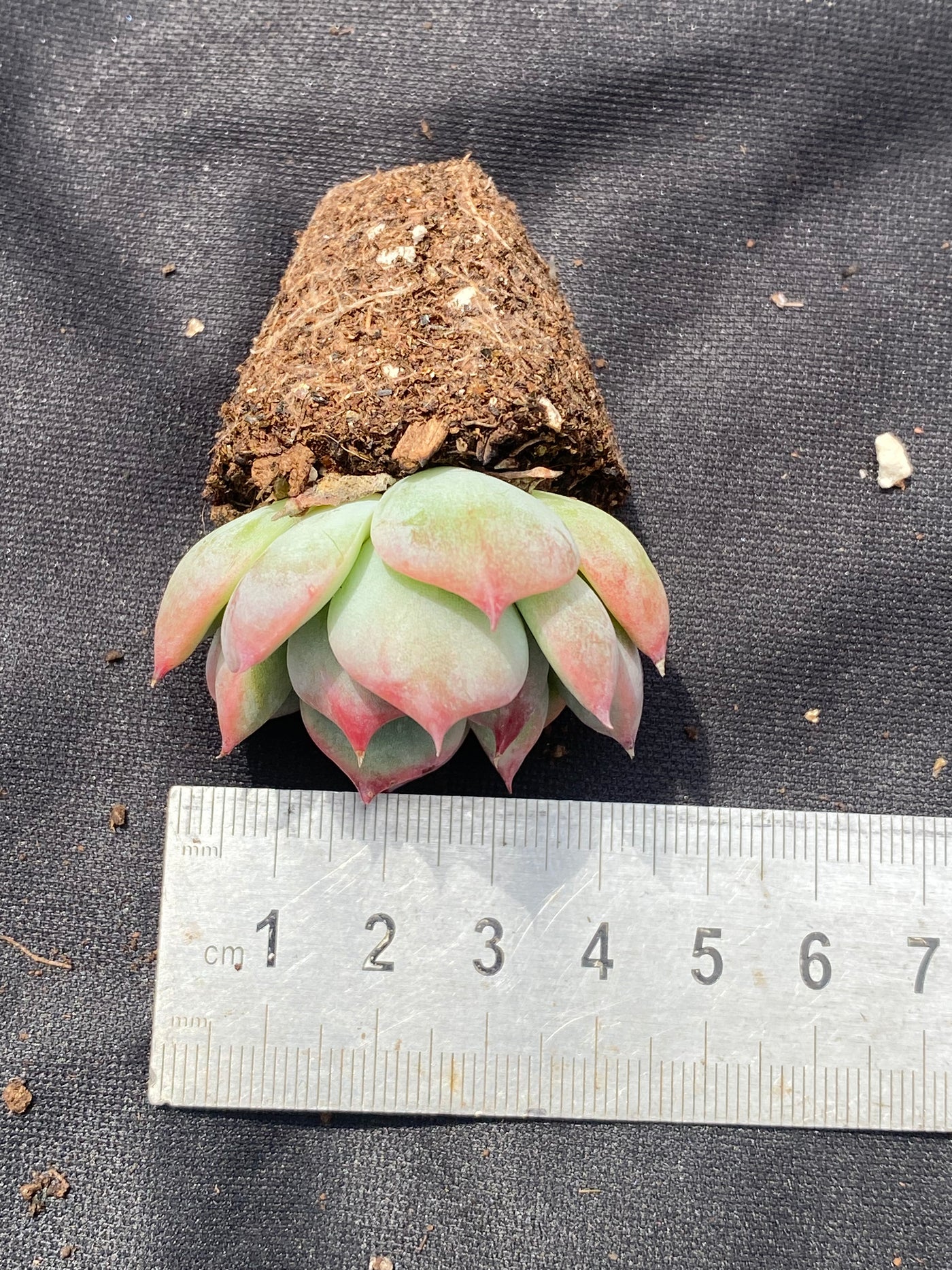 多肉植物 チワワ 72株セット 品番AB0021