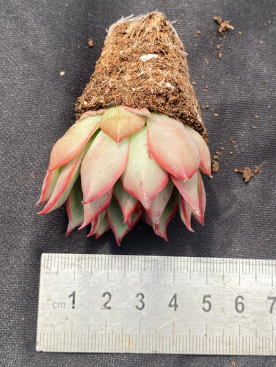 多肉植物 ホウレントウ 72株セット 品番AB0022